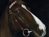 portrait d'un cheval avec une bride sur la tête