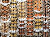 many different types of butterflies on display in a glass case