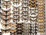 many different types of moths displayed in a white box
