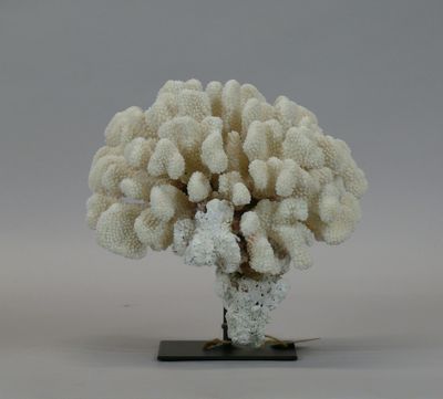 a white coral on a black stand on a gray background