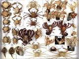 many different types of insects in a white box
