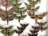 a lot of moths that are on display in a white frame