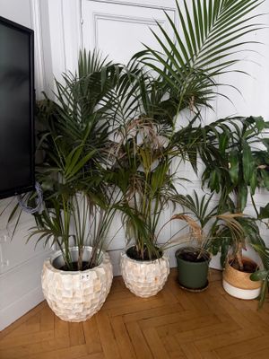 three potted plants in front of a tv in a room