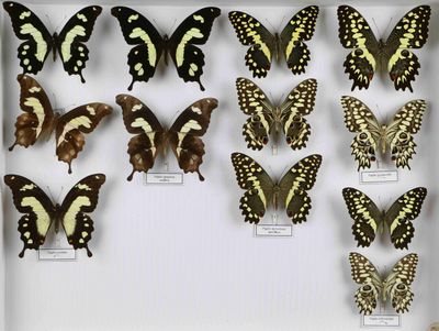 de nombreux papillons exposés dans une vitrine