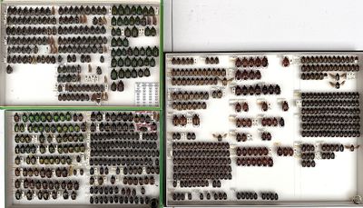many different kinds of beetles on display in a display case