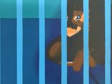 un tableau représentant un lion en cage accroché au mur