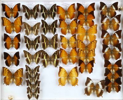 de nombreux types de papillons exposés dans un cadre blanc