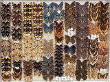 many different types of butterflies on display in a display case