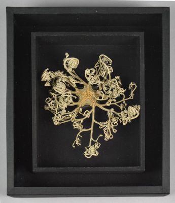 ÉTOILE DE MER (Gorgonocephalus caputmedusae, Atlantique Nord…