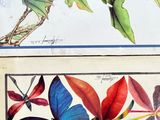 two pictures of a bird and a butterfly on a branch