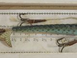 a fish that is in a box on a ruler