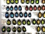 a lot of beetles that are on display in a box