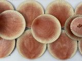 several pink shells are arranged in a row on a white surface