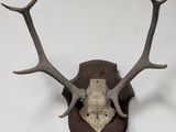 an antelope mounted on a wooden plaque on a white wall