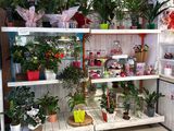 many plants on the shelves in the kitchen