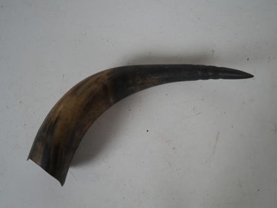 un grand objet en forme de corne posé sur une surface blanche