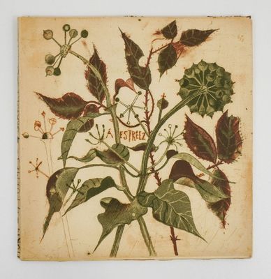an old picture of a plant with leaves and berries on it