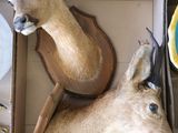 two deer heads in a cardboard box on a table