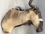 a very large animal head mounted on the wall