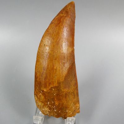 an image of a fossil tooth on a clear base