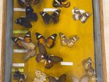 many different types of butterflies displayed in a display case