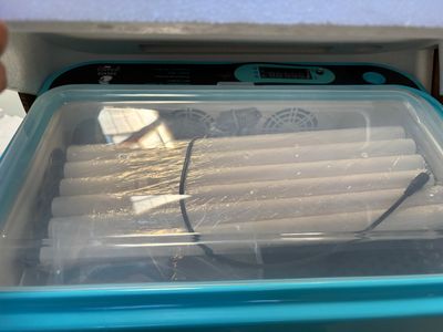 un récipient en plastique contenant plusieurs hot-dogs