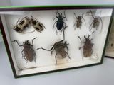 a lot of bugs that are in a display case