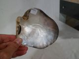 une personne tenant un coquillage sur lequel est collé un autocollant