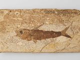 an image of a fossil fish is shown on a rock