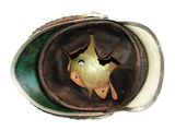a close up of a metal object with a fish in it