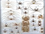many different types of spiders displayed in a display case