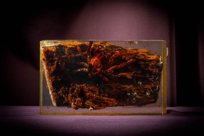 a small glass aquarium with a crab inside of it