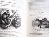 un livre ouvert sur lequel figure l'image d'un singe