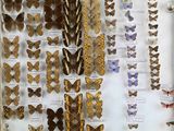 many different types of butterflies displayed in a display case