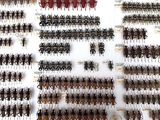 a lot of bugs that are on display in a glass case