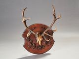 un crâne de cerf avec ses bois, monté sur une plaque en bois