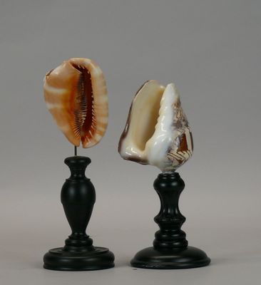 two seashells sitting on top of black candlesticks