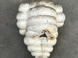 a small white statue of a man with a bird on it