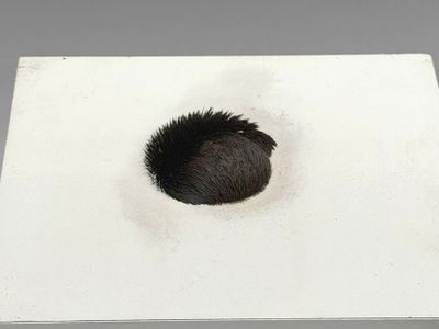 an image of a black and white box with a small animal inside of it