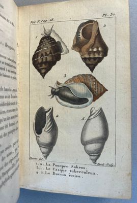 un livre ouvert sur lequel figure une illustration de coquillages