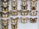 de nombreux types de papillons différents présentés dans une vitrine