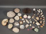 de nombreux coquillages et étoiles de mer disposés sur une table