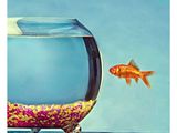 un poisson rouge qui regarde un poisson dans un bocal