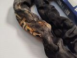 a snake that is laying on a table next to a tube of toothpaste