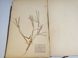 an open book with a picture of a plant in it