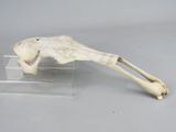 a skeleton of a giraffe that is on a clear stand
