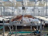 un chariot dans lequel se trouvent plein de plantes