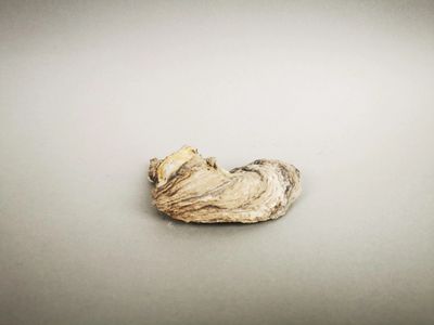 a close up of a piece of food on a table