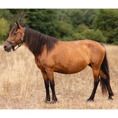 un cheval qui se tient dans un champ d'herbe sèche