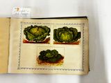 an open book with a picture of cabbages on it